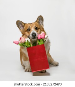  corgi dog puppy sitting with a gift paper bag in his teeth with a bouquet of tulips on a white isolated background