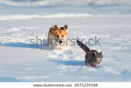 corgi dog runs after a cat in the deep snow of the winter garden