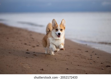 A Corgi Dog Runs Right Along The Beach. Her Front Paws Flew A Little Into The Air, Her Mouth Is Open, Her Tongue Sticks Out, Her Eyes Are Burning.