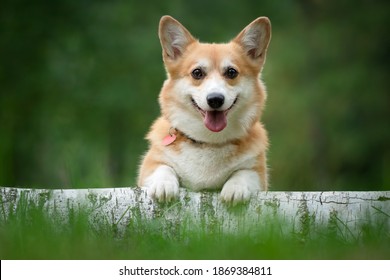 Corgi Dog Sitting On A Log