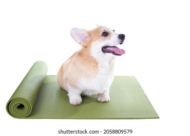 Corgi Dog Sitting On A Yoga Mat, Concentrating For Exercise, Isolated On White Background