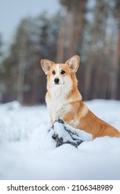 Corgi dog sitting in the snow. Dog in winter. Dog portrait in nature.