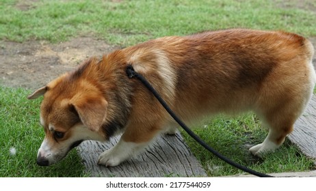 A corgi dog sniffing grass with a leash on - Powered by Shutterstock