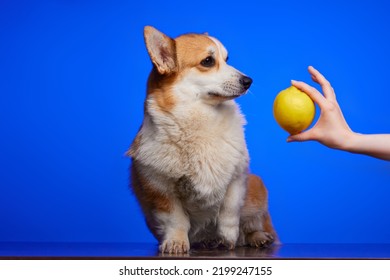 A Corgi Dog Sniffing A Lemon From A Human Hand. Dog And Lemon, Isolated On Blue Background. Funny Dog Face. World Vegetarian Day. The Concept Of A Veterinary Clinic. World Animal Day.