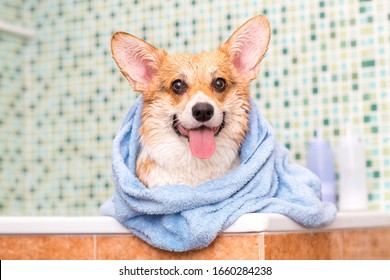 Corgi Dog With Towel After Wash In The Bathroom