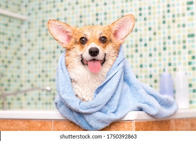 Corgi dog with towel after wash in the bathroom