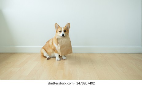 Corgi dog training to put items in the mouth to help the owner buy at the supermarket.A clever corgi dog, carrying a paper bag for putting things in the mouth.