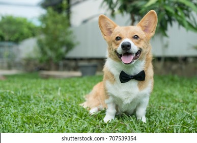 Corgi dog in a tuxedo collar