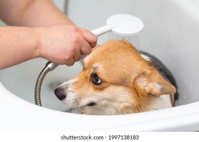 Corgi Dog Wash In The Bath. Pet Grooming.