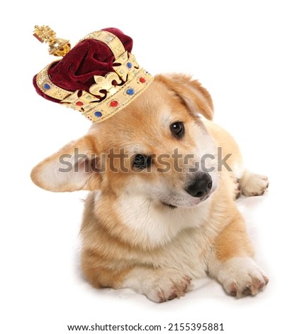 Corgi dog wearing a crown for the royal jubilee celebration cutout on a white background
