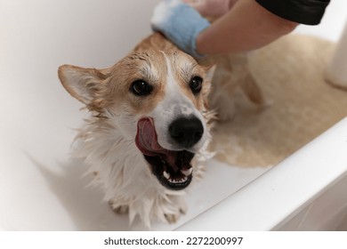 Corgi doggets hair cut at home Pet Spa Grooming Salon. Closeup of Dog. The dog is trimmed and brushed, groomer concept