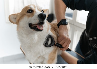 Corgi doggets hair cut at home Pet Spa Grooming Salon. Closeup of Dog. The dog is trimmed and brushed, groomer concept