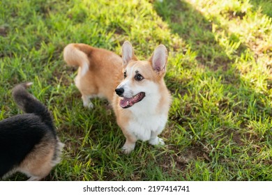 Corgi Dogs Playing With A Ball In The Park In Summer Or Autumn. Cute Welsh Corgi Cardigan And Pembroke Breed Dogs Walking At Daytime On Green Grass.