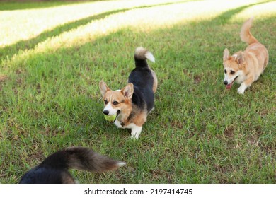 Corgi Dogs Playing With A Ball In The Park In Summer Or Autumn. Cute Welsh Corgi Cardigan And Pembroke Breed Dogs Walking At Daytime On Green Grass.