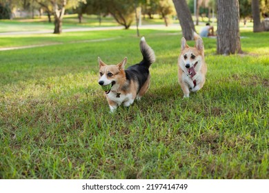 Corgi Dogs Playing With A Ball In The Park In Summer Or Autumn. Cute Welsh Corgi Cardigan And Pembroke Breed Dogs Walking At Daytime On Green Grass.