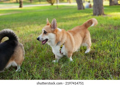 Corgi Dogs Playing With A Ball In The Park In Summer Or Autumn. Cute Welsh Corgi Cardigan And Pembroke Breed Dogs Walking At Daytime On Green Grass.