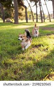 Corgi Dogs Playing With A Ball In The Park In Summer Or Autumn. Cute Welsh Corgi Cardigan And Pembroke Breed Dogs Walking At Daytime On Green Grass.