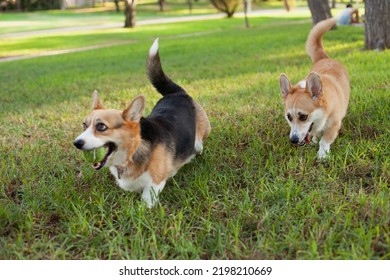 Corgi Dogs Playing With A Ball In The Park In Summer Or Autumn. Cute Welsh Corgi Cardigan And Pembroke Breed Dogs Walking At Daytime On Green Grass.