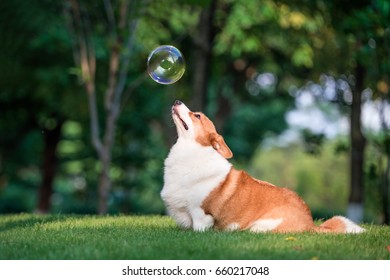 Corgi  Dogs Playing In The Park