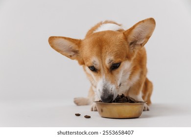 Corgi enjoying a delicious meal from a golden bowl on a white background, perfect for pet care ads - Powered by Shutterstock