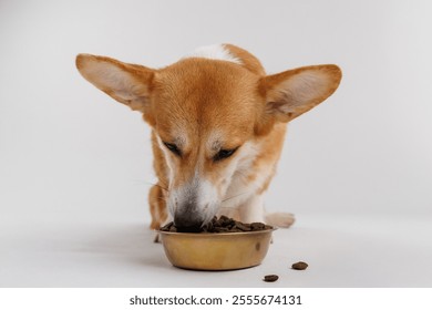 Corgi enjoying a delicious meal from a golden bowl on a white background, perfect for pet care ads - Powered by Shutterstock