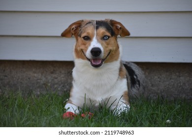 Corgi Mix Dog Smiling In The Backyard