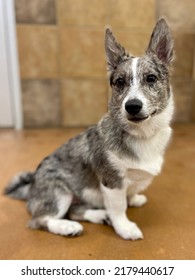 Corgi Mix Puppy Named Liam