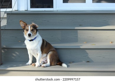 Corgi Mix Sitting On Steps