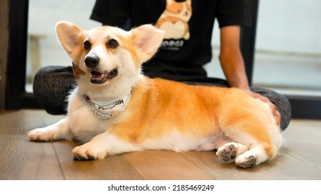 Corgi In Modern House. Many Of Pembroke Welsh Corgi, Originated In Pembrokeshire, Wales.  Group Of Welsh Corgi Or Cardigan Welsh Corgi Descend From Northern Spitz-type Dogs.
