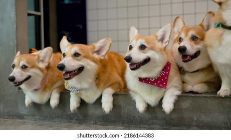 Corgi In Modern House. Many Of Pembroke Welsh Corgi, Originated In Pembrokeshire, Wales.  Group Of Welsh Corgi Or Cardigan Welsh Corgi Descend From Northern Spitz-type Dogs.