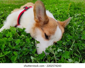 Corgi In Nature. Royal Corgi For A Walk.