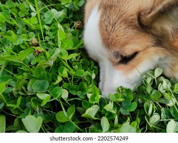 Corgi In Nature. Royal Corgi For A Walk.