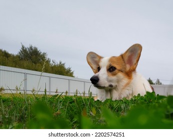 Corgi In Nature. Royal Corgi For A Walk.