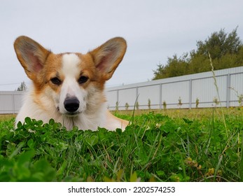 Corgi In Nature. Royal Corgi For A Walk.