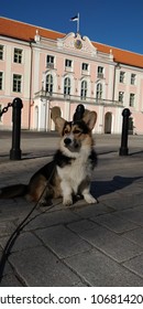 Corgi Near Estonia Riigikogu