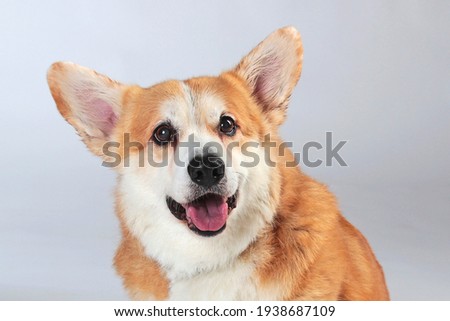 corgi on a gray background in the studio shooting close-up