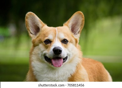 8,411 Corgi face Stock Photos, Images & Photography | Shutterstock