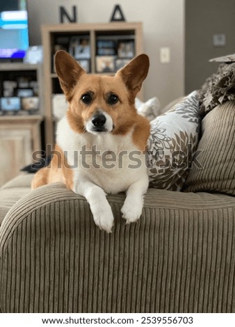 Corgi posing for the camera with ears pointing straight up