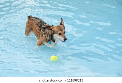 A Corgi At A Public Pool