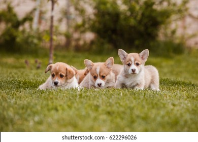 Corgi Puppies On The Lawn