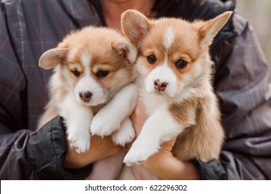 コーギー 子犬 の写真素材 画像 写真 Shutterstock