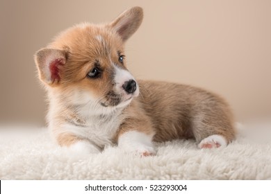 コーギー 子犬 の写真素材 画像 写真 Shutterstock