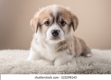 Corgi Puppy