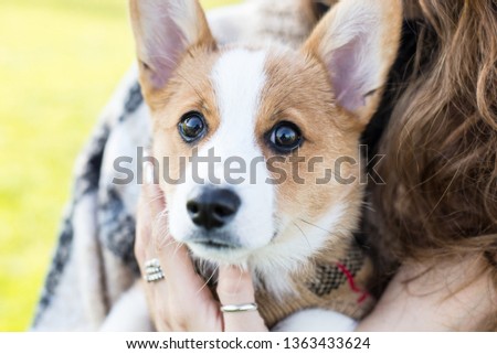 Corgi puppy being held by a young woman with long curly hair and rings on her fingers. Puppy looking at camera and face in focus. Tan and white Corgi. 