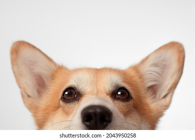 Corgi Puppy With Big Ears