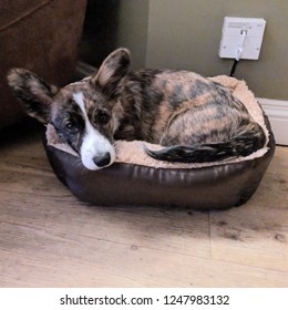 Corgi Puppy Dog Too Big For His Bed