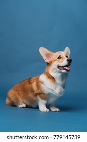 Corgi Puppy Dog Blue Background Isolated