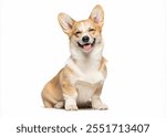 corgi puppy dog isolated on white background