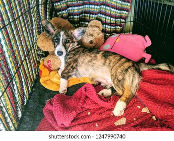 Corgi Puppy Dog Laying In Crate