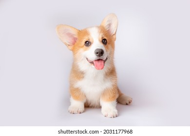 A Corgi Puppy Is Isolated On A White Background